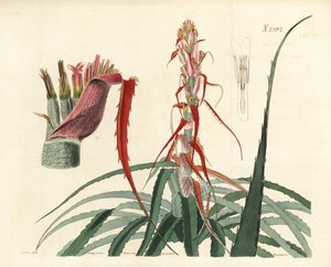 Aguava, Bromelia Alsodes (Narrow Leaved Pineapple) by Unbekannter Künstler