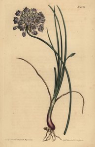 Allium stellerianum (Jonquil-leaved garlic)