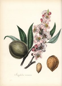 Almond - Common almond, Prunus amygdalus, with blossom, leaf, fruit and seed (nut). Handcoloured zincograph by Chabots drawn by Miss M. A. Burnett from her "Plantae Utiliores: or Illustrations of Useful Plants," Whittaker, London by Unbekannter Künstler