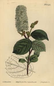American wych hazel by Unbekannt