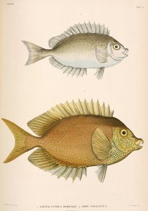 Amphacanthus Dorsalis, Amphacanthus Corallinus, Indonesia by Unbekannter Künstler