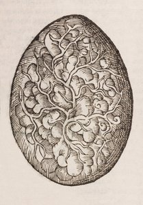 An egg by Unbekannt