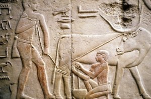 Ancient Egypt: Saqqarah: necropolis of the Old Empire, tomb of noble. Detail of the reliefs depicting the milking of a buffalo