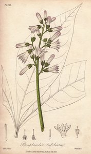Angostura Tree, Angostura Trifoliata by Unbekannter Künstler