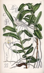 Angraecum germinyanum, Madagasvar white orchid. Named after Count Adrien de Germiny, France. Drawing by Matilda Smith (1854-1926), Lithography by J.N. Fitch in Curtis Botanical Magazine, by Joseph Dalton Hooker, published in London, England, by L. Reeve