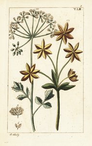 Anise or aniseed, Pimpinella anisum by Unbekannter Künstler