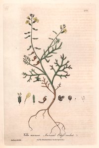 Annual Vella (Vella annua) by Unbekannter Künstler