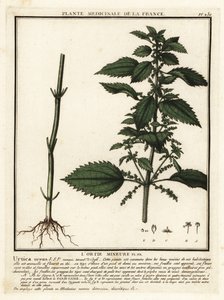 Annual Nettle, Urtica urens by Unbekannter Künstler