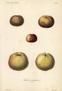 Apple Varieties by Unbekannt