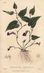 Aristoloche (Aristolochia serpentaria) - Strong water by William Clarke to illustrate Medical Botanical, Description of the Medicinal Plants of London, Edinburgh and Dublin by John Stephenson and James Morss Churchill by Unbekannter Künstler