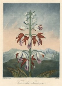 Asian Orchid Variety, extracted from The Temple of Flora, by Dr. Robert Thornton