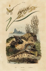 Asian Rice, Venus Comb Murex and Hexaplex Angularis