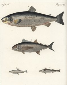 Atlantic salmon, tuna, Atlantic herring, and Atlantic mackerel. Handcoloured copperplate engraving from Friedrich Johann Bertuch