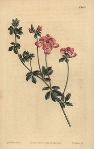 Austral Trefoil or New-Holland Lotus