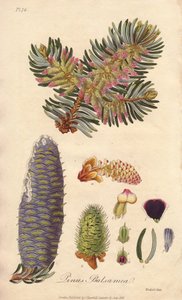 Balsam Fir (Abies balsamea) - Strong Water by William Clarke to illustrate Medical Botanical, Description of the Medicinal Plants of London, Edinburgh and Dublin by John Stephenson and James Morss Churchill