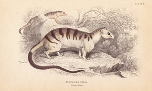 Banded Palm Civet Cat, Hemigalus derbyanus (Hemigalea zebra). Threatened