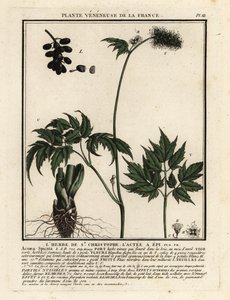 Baneberry, Actaea spicata