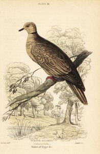 Barbary Dove