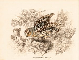 Bare-legged owl, Margarobyas lawrencii. Handcoloured steel engraving from Georg Friedrich Treitschke