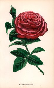 Baron de Gonella rose, variety of the Ile-Bourbon rose, raised by Monsieur Guillot Sr. at Lyon in 1859. Chromolithograph drawn and lithographed after nature by F. Grobon from Hippolyte Jamain and Eugene Forney