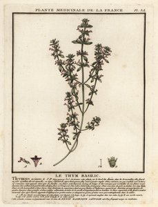 Basil Thyme, Clinopodium Acinos