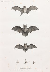 Bats in Egypt