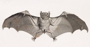 Bats in Egypt by Unbekannt