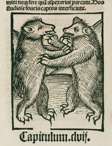 Bears Fighting by Unbekannt