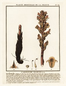Bedstraw Broomrape; Orobanche Caryophyllacea
