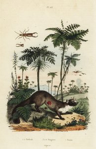 Beech marten, earwig, and varieties of fern