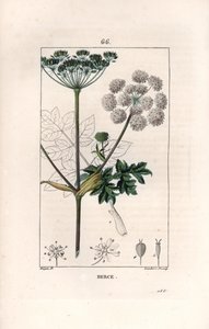 Berce ou charavie - Engraving by Lambert fils, after a drawing by Pierre Jean Francois Turpin (1775-1840), from La flore medicale, de Chaumeton, Poiret et Chamberet, Paris 1830 - Common hogweed or cow parsnip, Heracleum sphondylium by Unbekannter Künstler