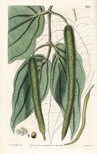 Betel - Betel Pepper by Unbekannter Künstler