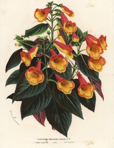 Bicolor Achimenantha x naegelioides cultivar