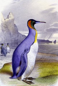 Big Penguin by Unbekannter Künstler