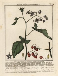 Bittersweet nightshade, Solanum dulcamara