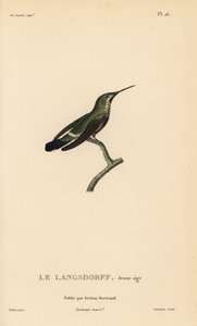 Black-bellied thorntail, immature