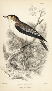 Black-crowned Tityra, Tityra inquisitor (Rufous-eared Black-cap, Psaris erythrogenys)
