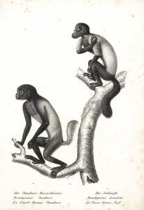 Black-headed Uakari, Cacajao melanocephalus ouakary (Brachyurus ouakari) and Brown-backed Bearded Saki, Chiropotes israelita (Brachyurus israelita). Lithograph by Karl Joseph Brodtmann from Heinrich Rudolf Schinz