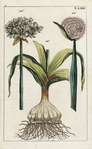 Black Garlic and Onion