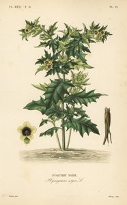 Black henbane, Hyoscyamus niger