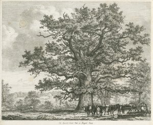 Blithfield - Squitch-bank Oak