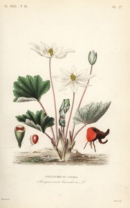 Bloodroot