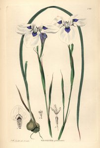 Blue-eyed Uintjie or Blouooguintjie