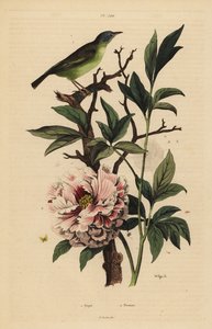 Blue-headed fantail, Rhipidura cyaniceps and peony, Paeonia suffruticosa
