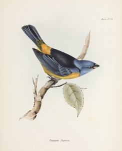 Blue and yellow tanager, South America, c 1832-1836
