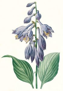 Hosta ventricosa
