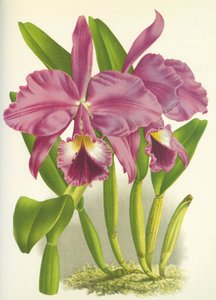 Botanical Board: Cattleya Labiata var. Autumnalis