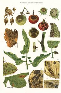 Botanical Board of Fruit Vegetable Diseases