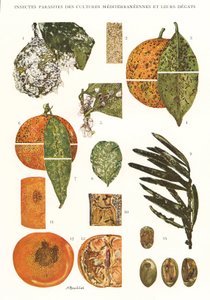 Botanical Board: Insect Pests of Mediterranean Crops