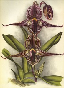 Botanical Board/Paphiopedilum Rothschildianum/Lindenia